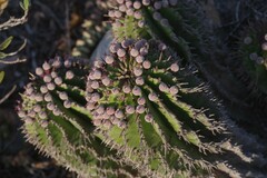 Euphorbia polygona