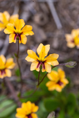 Goodenia trinervis