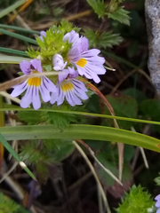 Euphrasia officinalis