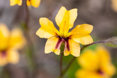Goodenia trinervis