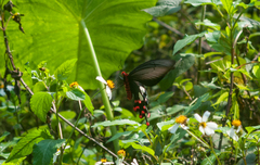 Byasa polyeuctes termessus
