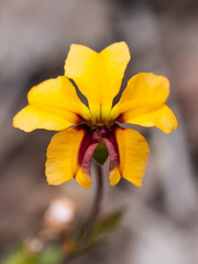 Goodenia trinervis