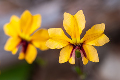 Goodenia trinervis