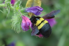Xylocopa caffra