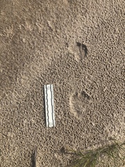 Myrmecophaga tridactyla