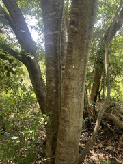 Anthocleista grandiflora