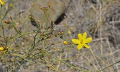 Menodora decemfida