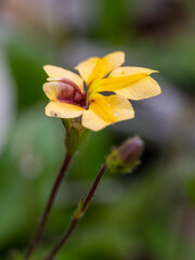 Goodenia trinervis