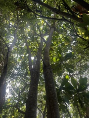 Anthocleista grandiflora