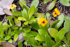 Goodenia trinervis