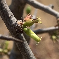 Commiphora glandulosa