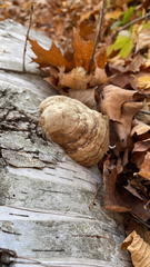 Fomes fomentarius