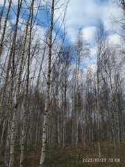 Betula pendula