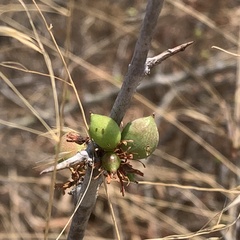 Commiphora glandulosa