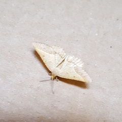 Isturgia arenacearia