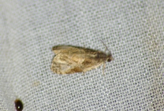 Olethreutes connectum