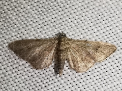 Gymnoscelis rufifasciata