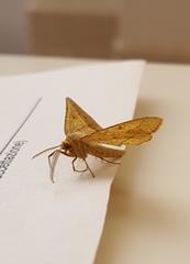 Isturgia arenacearia