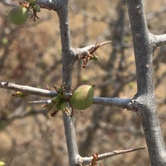 Commiphora glandulosa