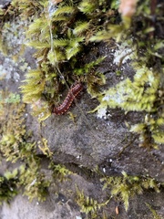 Nearctodesmidae