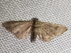 Gymnoscelis rufifasciata