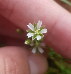 Cerastium