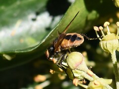 Phasia aurigera