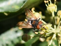 Phasia aurigera