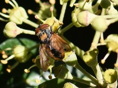 Phasia aurigera