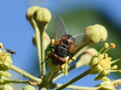 Phasia aurigera