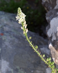 Albuca bracteata