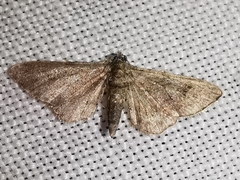 Gymnoscelis rufifasciata