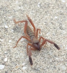 Gluvia dorsalis