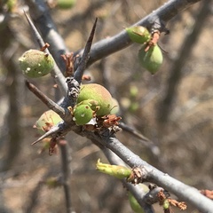 Commiphora glandulosa