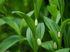 Polygonatum humile