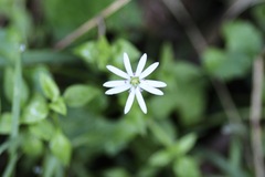 Stellaria flaccida