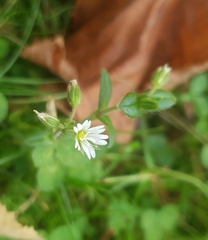 Cerastium