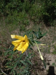 Oenothera affinis