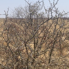 Commiphora glandulosa