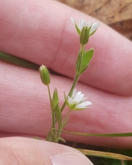 Cerastium