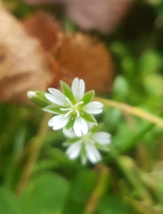 Cerastium