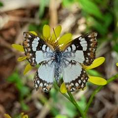 Ariconias glaphyra