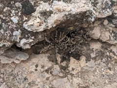 Myriopteris parryi