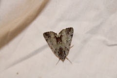 Catocala praeclara