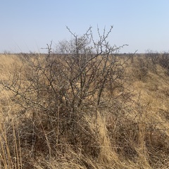 Commiphora glandulosa