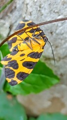 Pantherodes