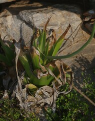 Albuca bracteata