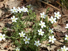 Arenaria montana