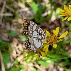 Ariconias glaphyra