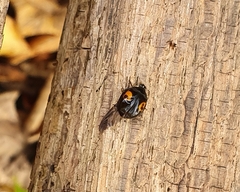 Harmonia axyridis